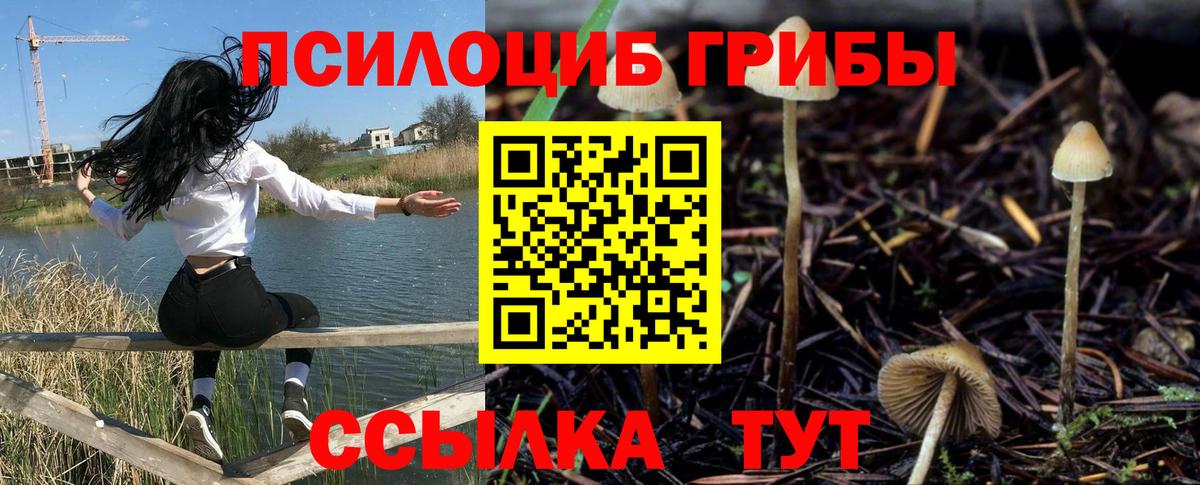 Галлюциногенные грибы Psilocybe Рубцовск